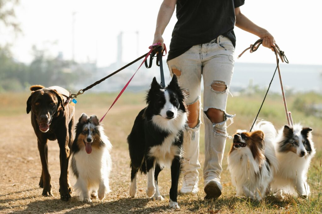 Actor walking group of dogs of different breeds on leashes as part of her petsitting side hustles.